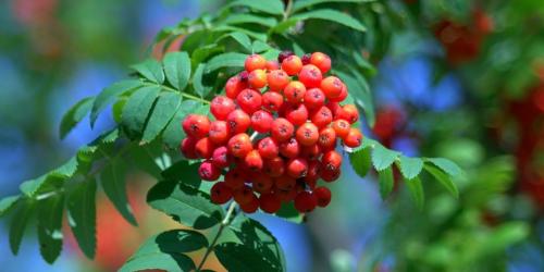 rowan-1546556_960_720-960x480