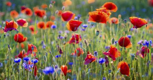 iStock_42659384_LARGE_1_news_image_big_gallery