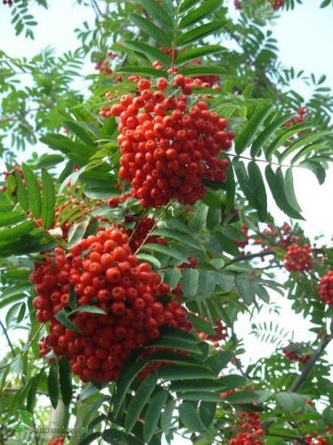 pol_pl_Jarzebina-Mikoryza-Balot-2170_8